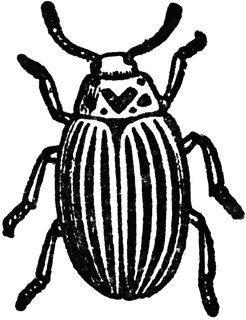 Colorado Beetle Bug Simple Drawing, Beetle Tattoo Design Simple, Simple Insect Drawing, Simple Beetle Tattoo, Insect Line Art, Simple Bug Drawing, Insect Drawing Simple, Small Beetle Tattoo, Beetle Drawing Simple