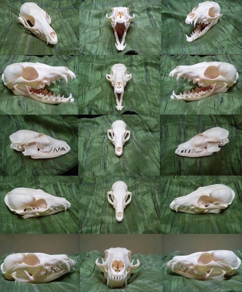 Fox Bones, Fox Skull, Anatomy Bones, Skull Reference, Animal Skeletons, Taxidermy Art, Vulture Culture, Animal Study, Natural Curiosities