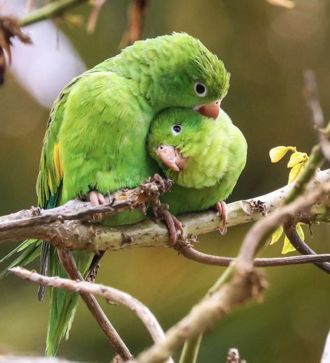 Green Parrot Aesthetic, Parotts Bird, Parrot Reference, Parrot Aesthetic, Parrot Wallpaper, Animals To Paint, Green Birds, Green Parrot, Green Bird