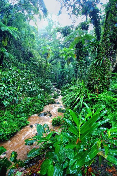 Jardin des Ombrages, Martinique (French West Indies, Caribbean Sea)  #jardindesombrages Caribbean Landscape, Caribbean Plants, Caribbean Culture Aesthetic, Trinidad And Tobago Flowers, Jamaica Landscape Photography, Flower Designs, Floral Pattern, Water, Flowers