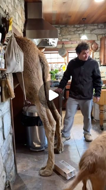 Rancho Grande on Instagram: "When you have a camel and forget to lock the kitchen door" Animals Having Fun, Crazy Animals Funny, Funny Camels, Funny Animals Pics, Funny Animals Videos, Dog Haircut, Petting Farm, Cute Good Morning Gif, Good Morning Animals