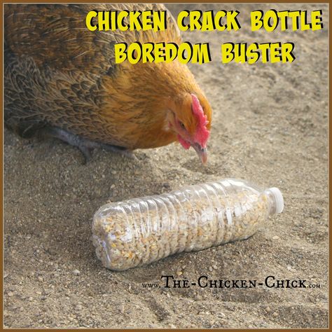 CHICKEN CRACK BOTTLES Use a 1/2" drill bit to drill holes in empty plastic bottles, add chicken scratch (aka: chicken crack) and watch the fun break out! Provide several bottles to the flock at once to avoid conflict & fowl penalties. Empty Plastic Bottles, Chicken Toys, Backyard Chicken Farming, Chicken Treats, Chicken Chick, Raising Backyard Chickens, Chicken Garden, Keeping Chickens, Building A Chicken Coop