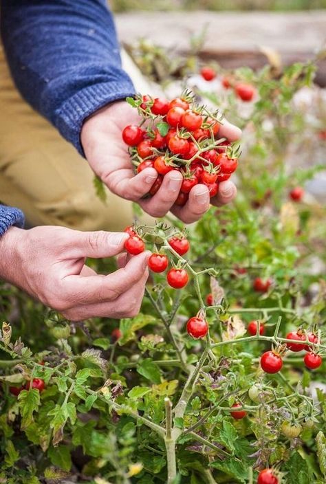 Spoon Tomatoes, Plant With Tomatoes, Spoon Tomato Plant, Topping Tomato Plants, Cherry Tomato Potted Plant, Growing Tomato’s In A Pot, Heirloom Tomato Plants, Tomato Support, Garden Well