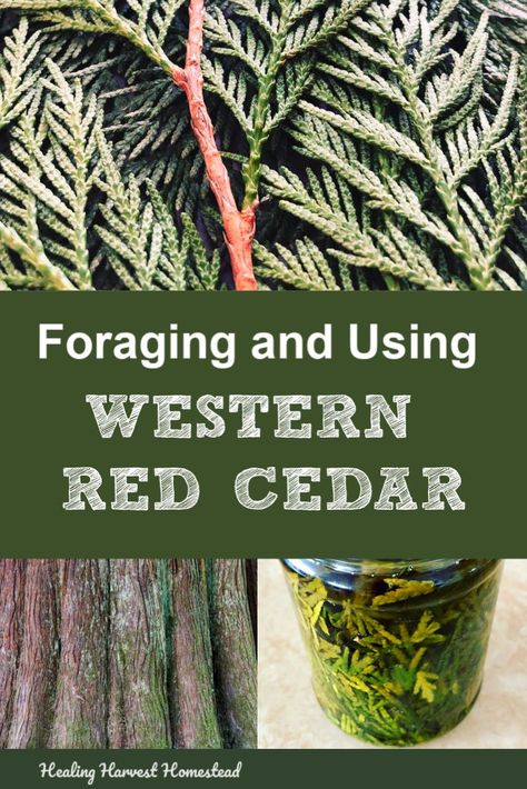 Find out how to forage and use western red cedar (Thuja plicata) for its medicinal uses. This beautiful forest giant tree has so many great uses, and you can find out how to use the leaves, bark, and more! #forage #medicinal #plantmedicine #western #red #cedar #tree #foraging #healingharvesthomestead Cedar Plant, Herb Wedding, Wild Foraging, Wild Food Foraging, Foraging Recipes, Foraged Food, Herbal Healing, Herbs For Health, Wild Edibles