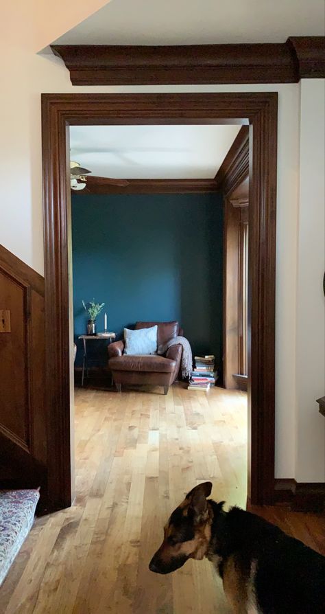 Dark wood Mahogany Trim with Narragansett Green paint color Dark Wood And Paint Colors, White Walls With Dark Brown Trim, Dark Trim Wood Floors, Light Floor With Dark Trim, Bold Trim Paint Colors, Carpet With Wood Trim, Mahogany Interior Design, Dark Wood Crown Molding, Dark Brown Baseboards