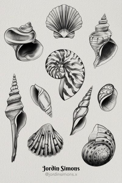 Seashells arranged on page in high contrast black and grey for men and women. Beach Inspo Tattoo, Ocean Shell Tattoo, Drawings Of Seashells, Sea Shell Design, Ocean Tattoos Patchwork, Beach Shell Tattoo, Shells Tattoo Ideas, Sea Shell Tattoo Design, Seaglass Tattoo