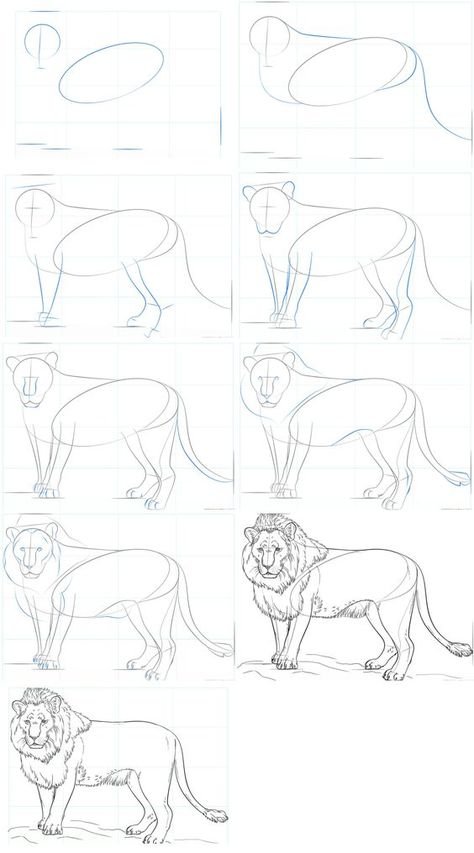 basic2 Step-by-step guide on how to draw a lion, from basic shapes to detailed sketch, illustrated in a 9-panel sequence. | Sky Rye Design Lion Body Drawing, How To Draw Lion, Lion Drawing Step By Step, How To Draw A Lion, Lion Art Drawing, Drawing A Lion, Animal Drawing Tutorial, Basic Drawing Techniques, Draw Lion