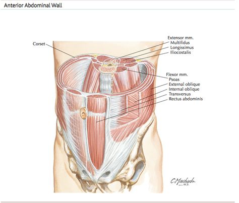 Abdominal Anatomy, Human Anatomy Picture, Transversus Abdominis, Healing Diastasis Recti, Muscle System, Sports Physical Therapy, Physical Therapy Student, Chronic Back Pain, Chronic Lower Back Pain