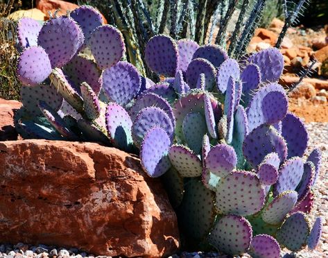 Purple Prickly Pear Cactus - Photograph at BetterPhoto.com Purple Prickly Pear Cactus, Outdoor Cactus, Purple Prickly Pear, Desert Vegetation, Purple Cactus, Cactus Paintings, Rock Plants, Pear Cactus, Prickly Pear Cactus