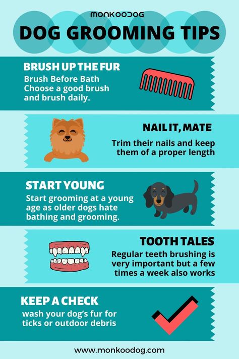 Keeping yourself prim and proper can be challenging, isn’t it? Getting your locks trimmed to the proper length, pruning those perfectly manicured nails, and waxing for that polished, smooth skin is exhausting. But when you spend a fortune and time for beautifying your pretty self, then why ignore the grooming of your lovely pooch?  #mymonkoodog #dopgroomingtips #monkoodog #howtogroomyourdog #infographic #doginfographic Bear Dogs, Vet Technician, Tips For Dogs, Grooming Hacks, Puppy Videos, Manicured Nails, Dog Remedies, Puppy Grooming, Newborn Puppies