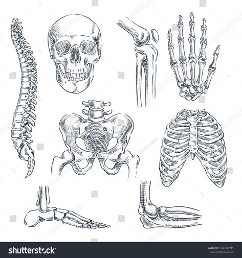 Skeleton Art Drawing, Bone Drawing, Anatomy Bones, Skeleton Anatomy, Anatomy References, Skeleton Drawings, Skeleton Illustration, Skeletal System, Human Anatomy Drawing