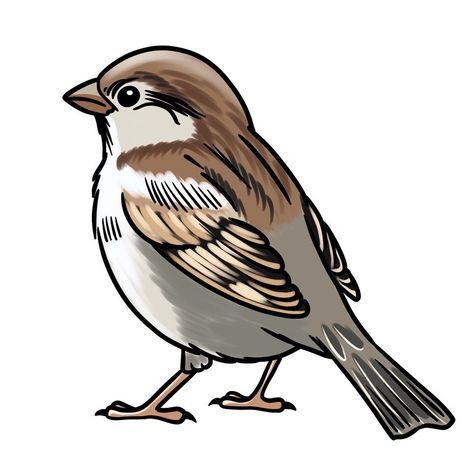 Sparrow Line Drawing, Sparrow Drawing Simple, Sparrow Bird Drawing, Draw A Sparrow, Simple Bird Drawing, Sparrow Drawing, Nursery Rhyme Characters, Bird Outline, Birds Drawing