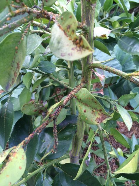 Scale Insects Severe Infestation - http://www.gardenanswers.com/plant-pests/scale-insects-severe-infestation-3/ Scale Insects, Plant Pests, Egg Laying, Photosynthesis, Annual Plants, Honeydew, Perfect Food, Chemicals, Insects