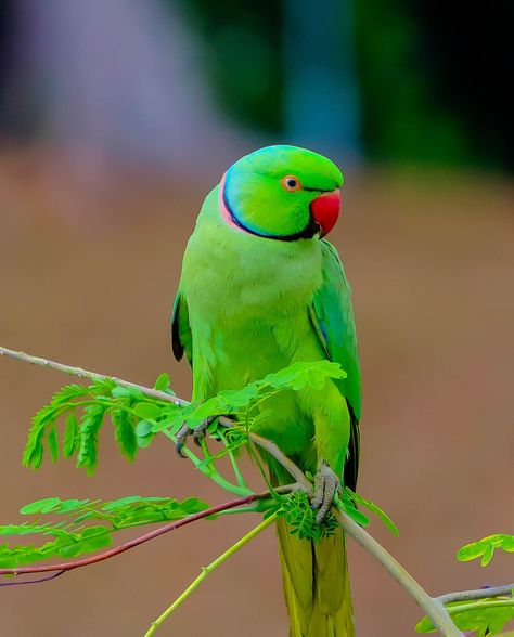 Parrot by Ryan Khine Morning Board, Kinds Of Birds, Parrot Bird, Tropical Birds, Exotic Birds, Pretty Birds, Good Afternoon, Bird Photo, Colorful Birds