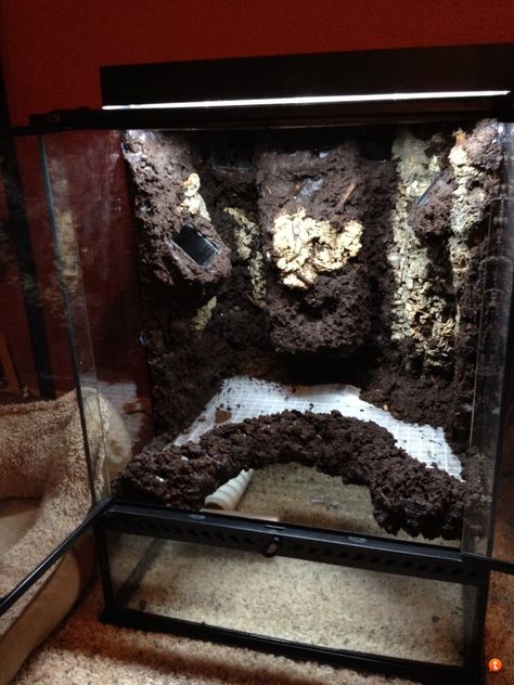 Tree Frog Paludarium, Dumpy Frog Terrarium, Tree Frog Vivarium, Frog Paludarium, Fake Background, Dart Frog Tank, Dart Frog Terrarium, Frog Vivarium, Dart Frog Vivarium