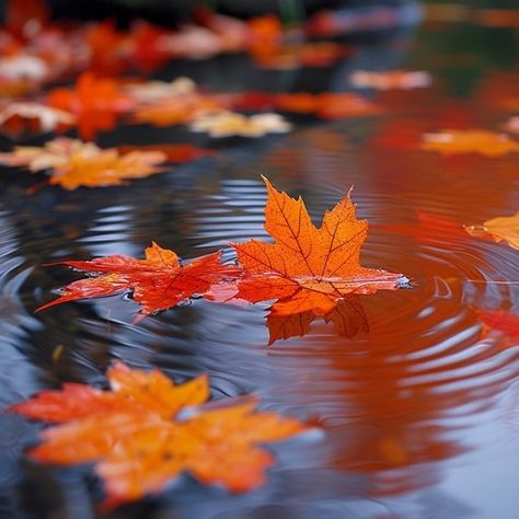 As autumn's palette unfolds, a scattering of orange leaves adorn the smooth surface of a calm pond. The leaves, in varying shades from pale yellow to deep russet, float atop the water creating a mosaic of fall's fiery tones. Each leaf's delicate veins are etched clearly against its vibrant color, betraying the once-lush life now fading into the season's end. Ripples emanate from the leaves, distorting their reflections in the quiet waters, poetically symbolizing nature's perpetual dance with cha Leaf Photography, Water Body, Abstract Girl, Orange Autumn, Orange Leaves, Halloween Flowers, Seasonal Displays, Water Reflections, Flower Paintings