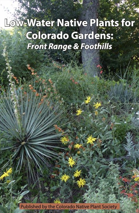 Colorado Native Plants, New Zealand Flowers, Colorado Landscaping, Colorado Gardening, Pollinator Garden Design, Xeriscape Front Yard, Low Maintenance Landscaping Front Yard, Native Plant Landscape, Xeriscape Landscaping