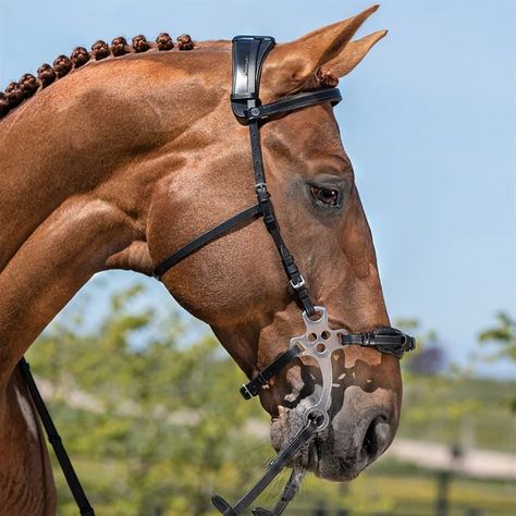 Hackamore Bridle, Leather Horse Tack, Horse Braiding, Horse Shop, English Horse, Horse Equipment, Horse Bridle, English Riding, All The Pretty Horses