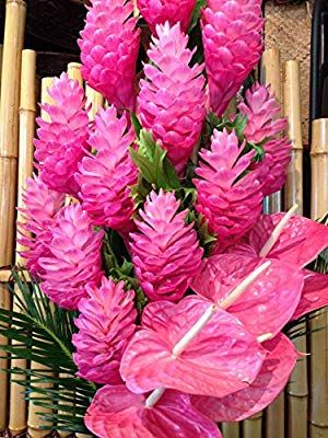 Amazon.com: Hawaiian Pink Ginger Plant Root - 1 Pk - 2 Roots Per Pack: Health & Personal Care Heavenly Flowers, Nye 2024, 808 State, Ginger Roots, Pink Plants, Tropical Flower Arrangements, Hawaiian Gifts, Ginger Plant, Pink Ginger