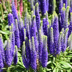 Royal Candles Speedwell (Veronica spicata 'Royal Candles') at The Growing Place Thumbnail Retaining Wall Flower Bed, Veronica Royal Candles, Plants For Zone 9, Sunlight Plants, Veronica Speedwell, Birdbath Garden, Veronica Spicata, Royal Candles, Royal Blue Flowers