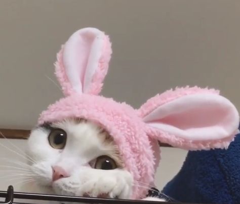 Cat With Bunny Ears, Funny Cat Gif, Pink Cat Hat, Pink Hat, Bunny Ears, Pink Cat, Cat Gif, Funny Cat, Cute Pink