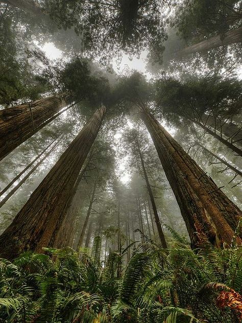 Coast Redwood, Big Trees, Nice Places, Redwood Forest, Blossom Tree, Tall Trees, Pink Blossom, 판타지 아트, Beautiful Tree