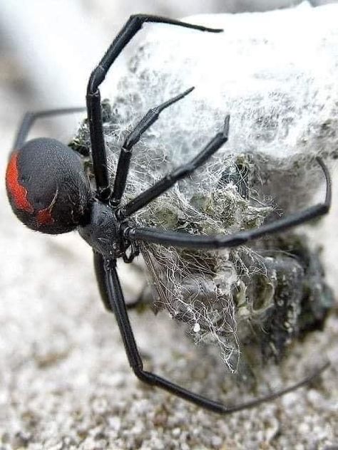 Spider Making Web, Redback Spider, Spiders And Snakes, Spider Species, Get Rid Of Spiders, Widow Spider, Black Widow Spider, Spider Tattoo, Beautiful Bugs