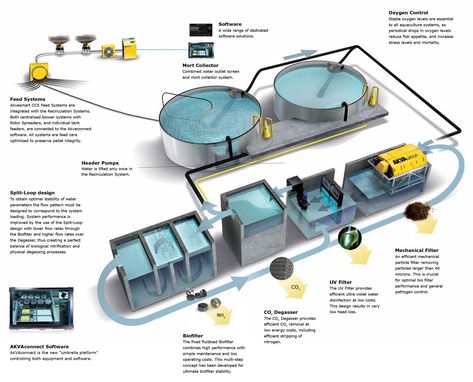 Land based system overview Prawn Farming, Hydroponic Grow Systems, Film Technique, Aqua Culture, Aquaponic Gardening, Grow System, Fish Supplies, Aquaponics System, Fish Farming