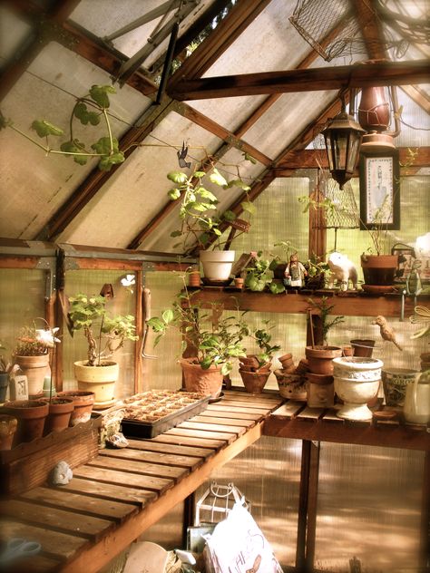 My little greenhouse was a Birthday gift to me by my husband Ken...we bought the kit and he put it together.  :o) Zen Altar, Greenhouse Shelves, Mystic Garden, Greenhouse Supplies, Greenhouse Shed, Greenhouse Ideas, Greenhouse Interiors, Home Greenhouse, Backyard Greenhouse