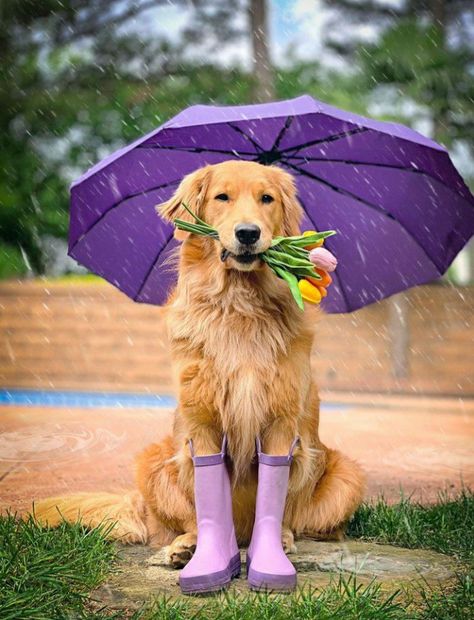 Photoshoot With Dog, Dog Family Pictures, Rainy Photoshoot, Lovers Society, Animal Photoshoot, Easter Photoshoot, Dog Calendar, Spring Animals, Easter Dog