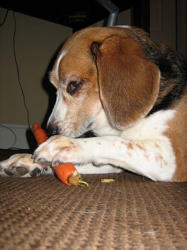 Are Carrots Good for Dogs? Eating Schedule, Old Dog, Dog Info, Dog Teeth, Pet Hacks, Simple Things, Dog Health, Dog Care, Brushing