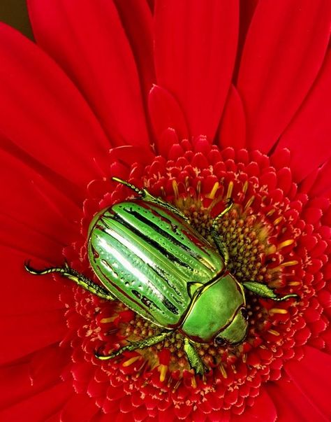 . Foto Macro, Green Beetle, Cool Bugs, Elements And Principles, A Bug's Life, Beautiful Bugs, Color Harmony, Complimentary Colors, Colour Board