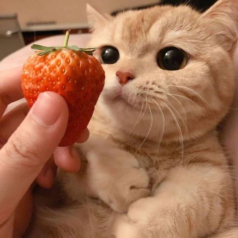 Strawberry Cat, Cats Photos, Cat Things, Cats Pictures, Silly Cats Pictures, Cute Cats Photos, Pretty Animals, Funny Cute Cats, Little Animals