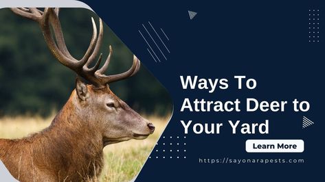 4 Ways To Attract Deer to Your Yard | Sayonara Pests Deer Resistant Landscaping, Harmful Insects, Deer Proof, Rabbit Eating, Planting Shrubs, Small Ponds, Human Activity, Black Eyed Susan, Clematis