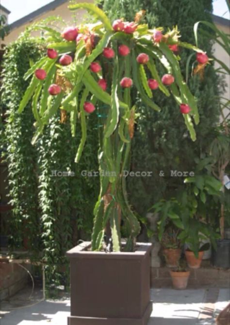 Sweet red dragon fruit: HYLOCEREUS UNDATUS HYBRID "VIETNAMESE". EPIPHYLLUM/ ORCHID CACTUS. This rare variety is self pollinating (only one plant needed). Unlike other dragon fruit plants, it will set fruit without being hand pollinated, very fertile, produces a lot of fruit up to 2 lbs. Its origin is Vietnam, the number one export of dragon fruit in the world. White flesh, bright pink skin. Great for cocktails, smoothies, jams, juice, garnish or eaten out of hand. Blooms all summer, huge flowers Dragon Fruit Garden, Vietnamese Dragon, Hylocereus Undatus, How To Grow Dragon Fruit, Como Plantar Pitaya, Dragon Fruit Tree, Dragon Fruit Cactus, Dragon Fruit Plant, Buah Naga