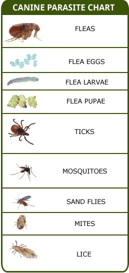 Here is a canine parasite chart. Have you seen any of these parasites in your environment? #canineparasitechart #petparasites #suburbananimalclinic External Parasites, Sinus Cavities, Vet Technician, Human Human, Pet Clinic, Bug Repellent, Vet Tech, Ap Art, Have You Seen