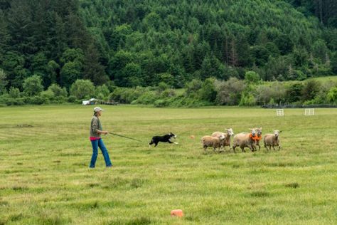 Herding Dog Commands: 15 Key Words They Should Know | Hepper Dog Herding, Dog Commands, Dog Sports, Key Words, Herding Dogs, Sporting Dogs, Working Dogs, Puppy Love, Puppies