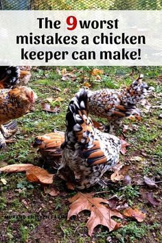 Raising Chicken, Chicken Raising, Chicken Coop Garden, Backyard Chicken Coop Plans, Urban Chickens, Chicken Care, Chicken Life, Backyard Chicken Farming, Chickens And Ducks