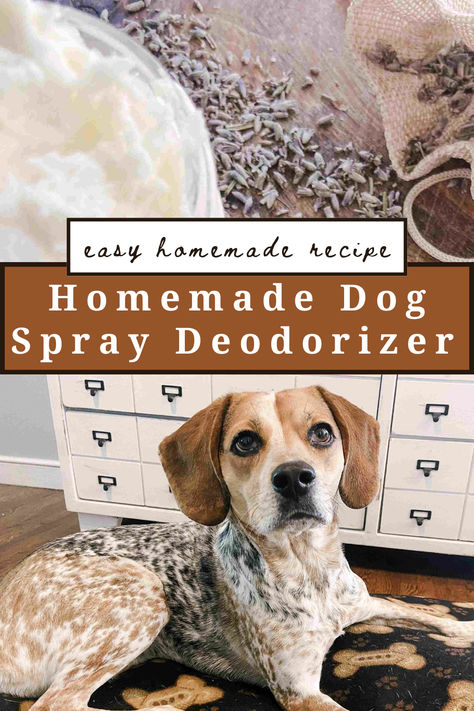 This homemade dog spray deodorizer with essential oils is a natural solution to pet odors of all kinds. From getting rid of that wet dog smell, to their bedding, furniture, air in your home or even just a smelly dog, this stinky dog spray will freshen everything up! Homemade Dog Deodorizing Spray, Essential Oil Dog Spray, Dog Odor Spray, Diy Room Spray Essential Oils, Dog Deodorizer Spray, Dog Deodorizer, Natural Hygiene, Dog Pee Smell, Dog Odor Eliminator