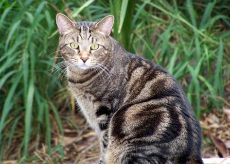 Classic Tabby Cat, Tabby Cat Pictures, Brown Tabby Cat, Brown Tabby, F2 Savannah Cat, Tabby Cats, Cats Musical, Cat Spray, Savannah Cat