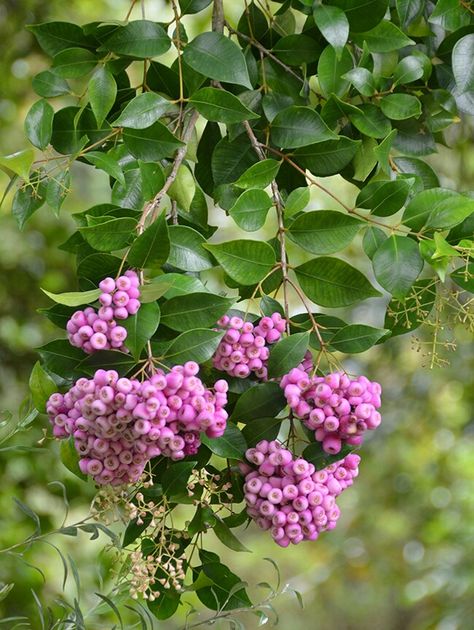 Syzygium smithii = Lilly-Pilly berries are edible but insipid, drop wet i.e. messy; from CalPoly vF Lilly Pilly Tree, Lily Pilly, Australian Rainforest, Plant Reference, Lilly Pilly, Tropical Trees, Floral Cupcakes, Australian Flora, Tropical Tree