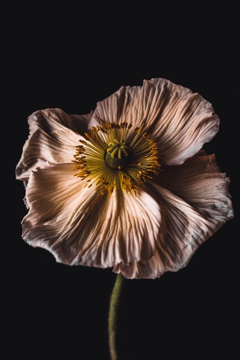 White and yellow flower in close up photography photo – Free Deutschland Image on Unsplash Poppy Photography, Poppy Images, Minimal Background, Plant Wallpaper, Close Up Photography, Leaf Background, Floral Photography, Nature Images, Yellow Flower