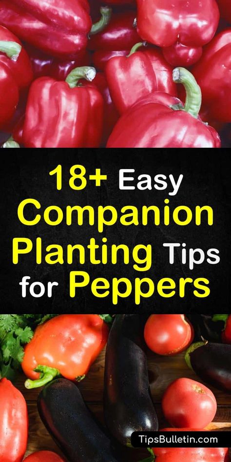 18+ Easy Companion Planting Tips for Peppers Pepper Companion Planting, Planting Peppers, Pepper Companion Plants, Natural Gardening, Companion Planting Vegetables, Companion Gardening, Vegetable Benefits, Planting Tips, Vegetable Garden Diy