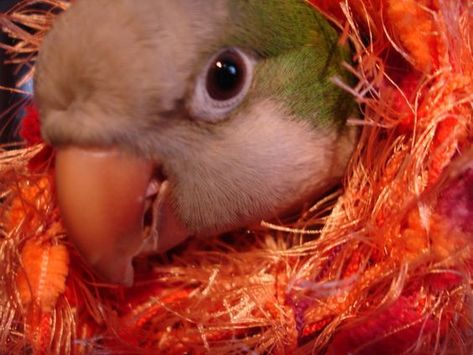 Read on to know some Quaker Parrot Health Problems Parrot Photo, Quaker Parrot, Monk Parakeet, Funny Parrots, Serious Illness, Pet Bird, Digestion Problems, Peek A Boo, Health Problems