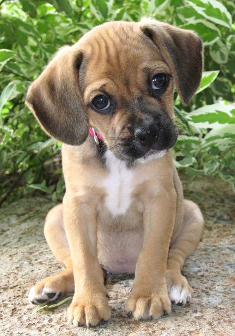 Top 10 cutest dog breeds that you must bring home immediately! Puggle Puppies, Dog White, Cute Puppy Pictures, Puppy Face, Puppy Pictures, Animal Love, A Puppy, Wild Life, Love Animals