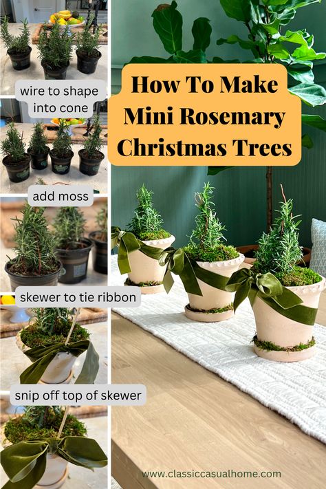 how to make little rosemary trees Rosemary Christmas Tree, Herb Centerpieces, Christmas Tree Topiary, Rosemary Plants, Rosemary Tree, Small Clay Pot, Rosemary Herb, Potted Christmas Trees, Rosemary Plant