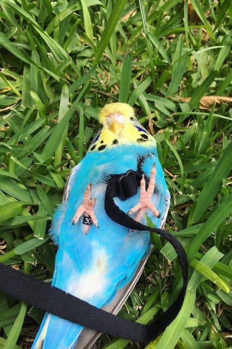 Budgie Colors, Budgie Food, Budgies Parrot, Bird Anatomy, Parrot Care, Parrot Diet, Funny Bird Pictures, Budgie Bird, Budgies Bird