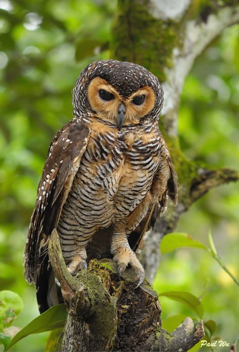 Spotted Wood Owl  by paulwu2009 Awesome Owls, Nocturnal Birds, Wood Owls, Owl Photos, Owl Pictures, Beautiful Owl, Owl Lovers, Owl Bird, Pretty Birds