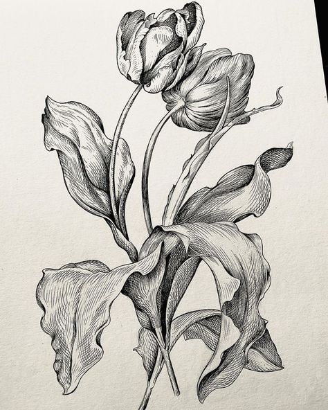 Window Flowers, Tulip Drawing, Tulip Tattoo, Orange Tulips, Good Wishes, Flower Art Drawing, Floral Drawing, Purple Tulips, Yellow Tulips