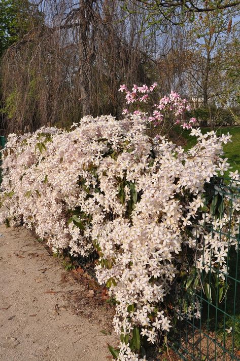 Backyard Planting, Garden Redesign, Clematis Care, Grape Vine Trellis, Clematis Trellis, Clematis Armandii, Clematis Varieties, Climbing Clematis, Fast Growing Vines